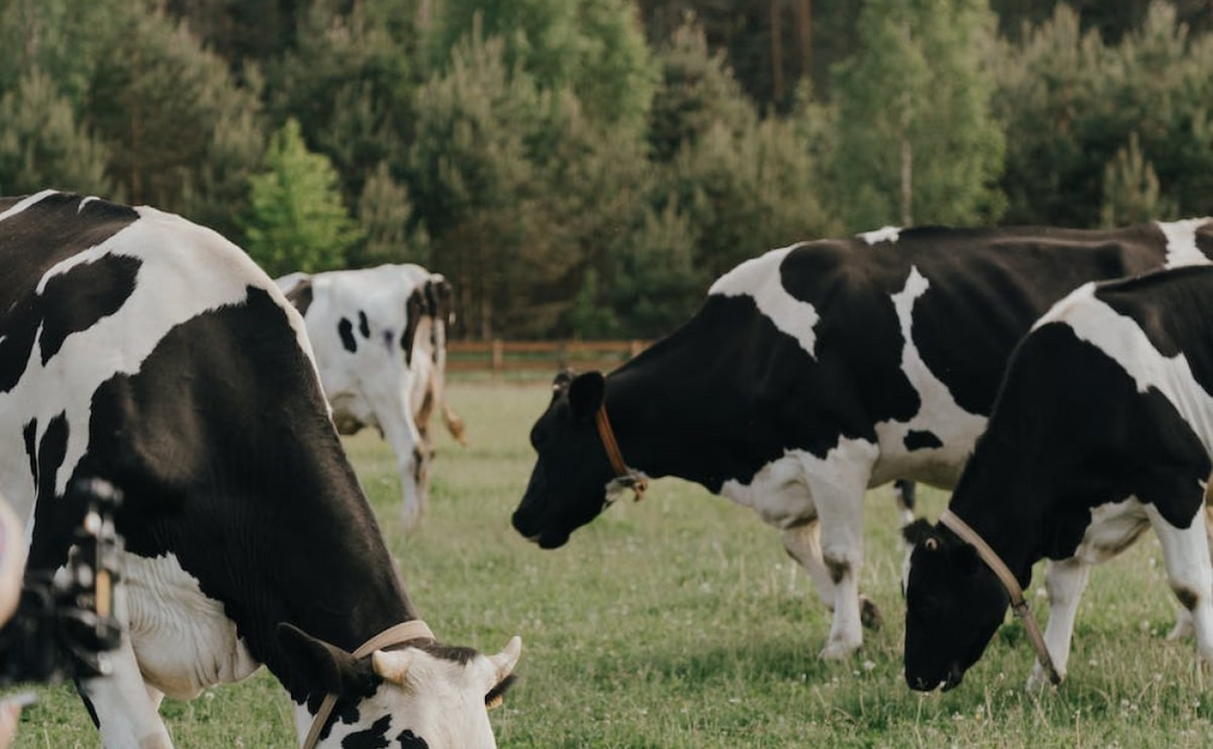 Pre-calving supplement offers nutrition boost