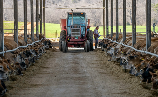 Healthy, resilient cows for organic dairy farming