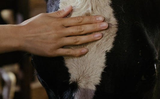 Why is Saved Feed important in organic farming?