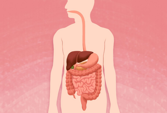 Digestive Enzyme Supplements: The Benefits and How to Choose the Right One